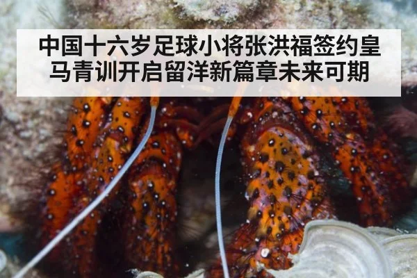 中国十六岁足球小将张洪福签约皇马青训开启留洋新篇章未来可期