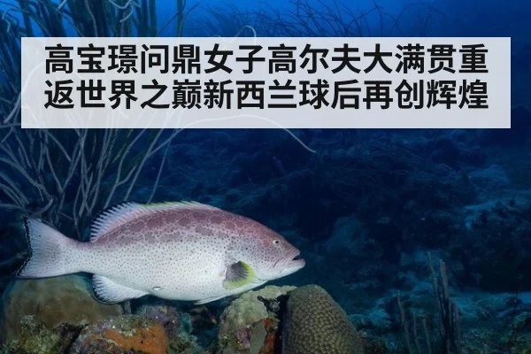 高宝璟问鼎女子高尔夫大满贯重返世界之巅新西兰球后再创辉煌